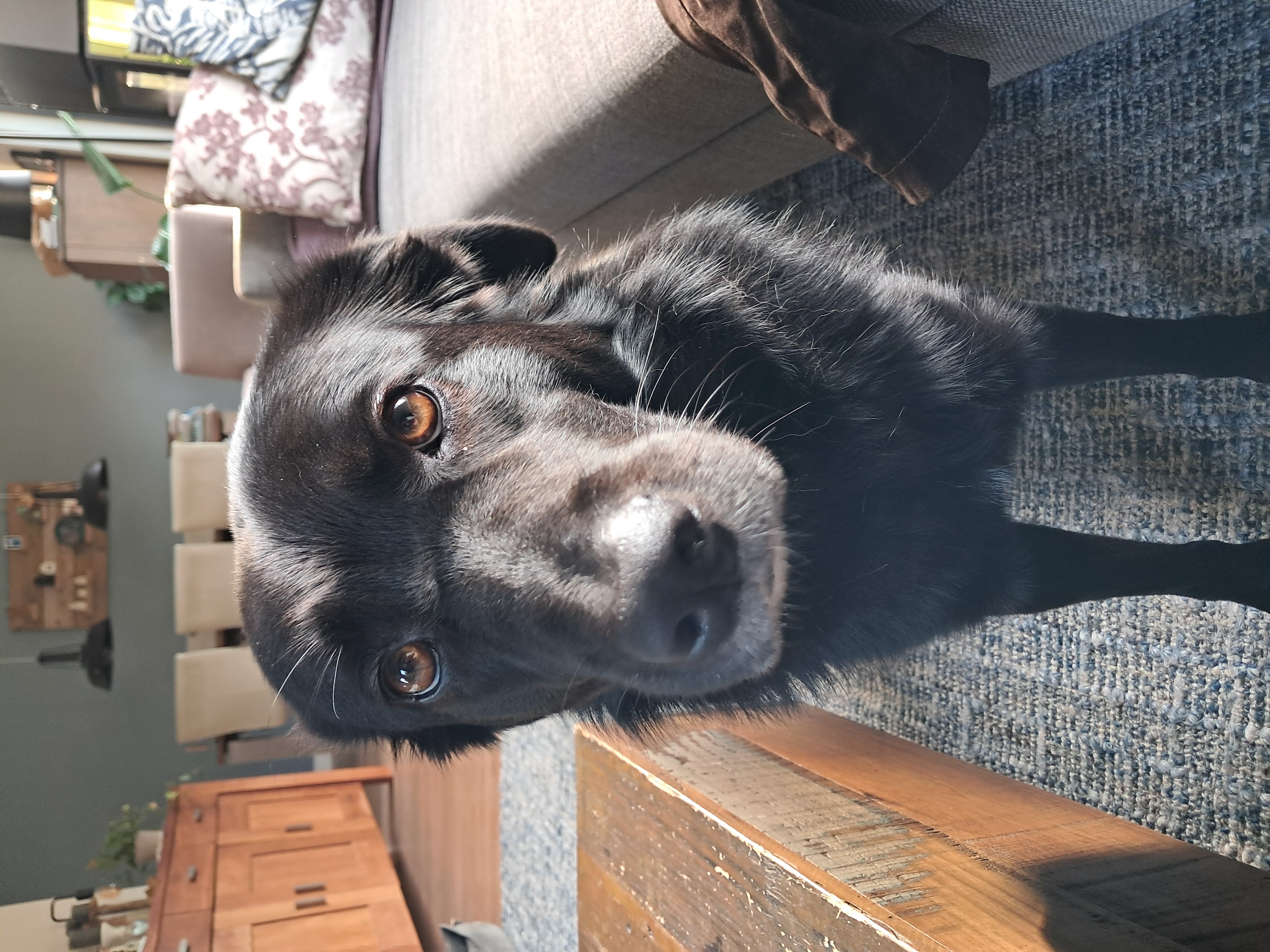 Zwarte hond genaamd laika